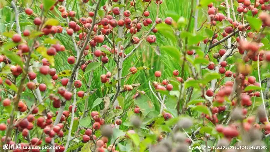 红色山果子图片