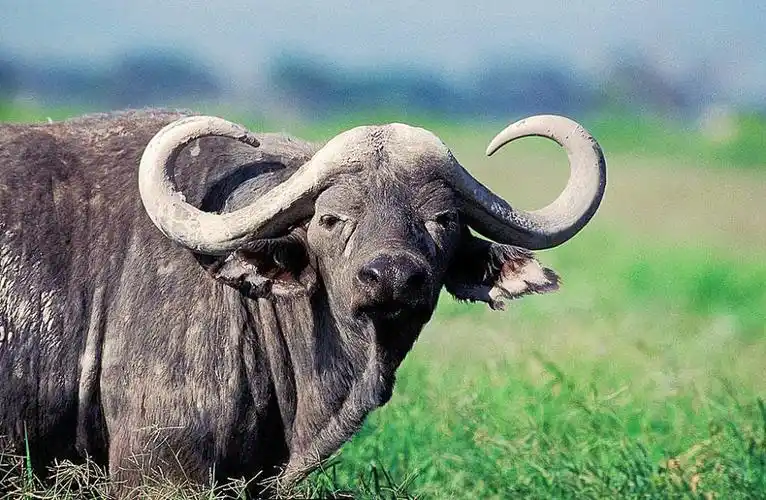 两头野牛死法怪异,牛角相互交叉环扣,仔细一看原因令人哭笑不得