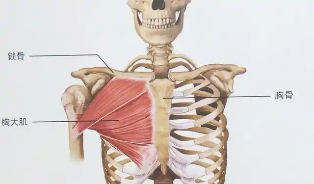 11个居家哑铃胸肌训练,全方位刺激胸大肌,打造傲人饱满方形胸部