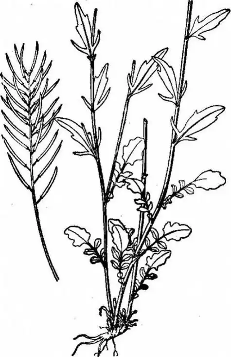 荠菜简笔画●环境简笔画●简笔画环境●环境的简笔画●保护环境简笔画