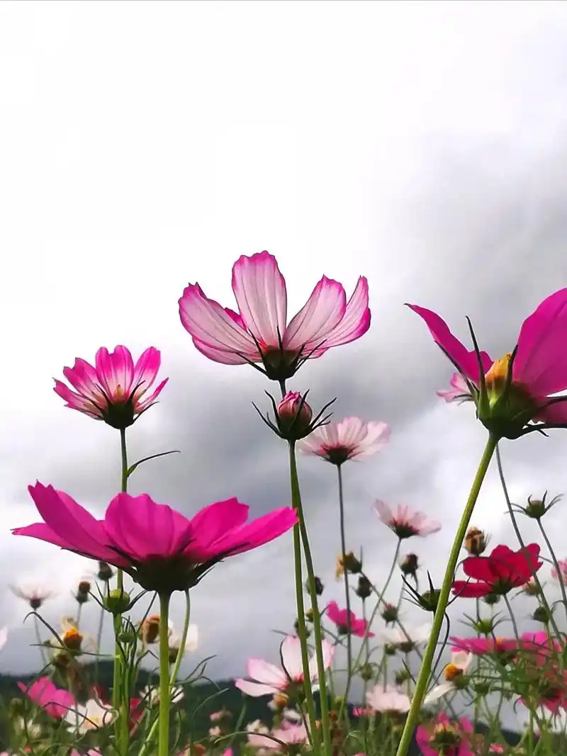 正值秋高气爽,风姿飒爽的格桑花儿如期而开.叶简静,茎清秀,花 - 抖音