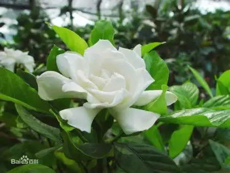 是栀子花还是橘子花?