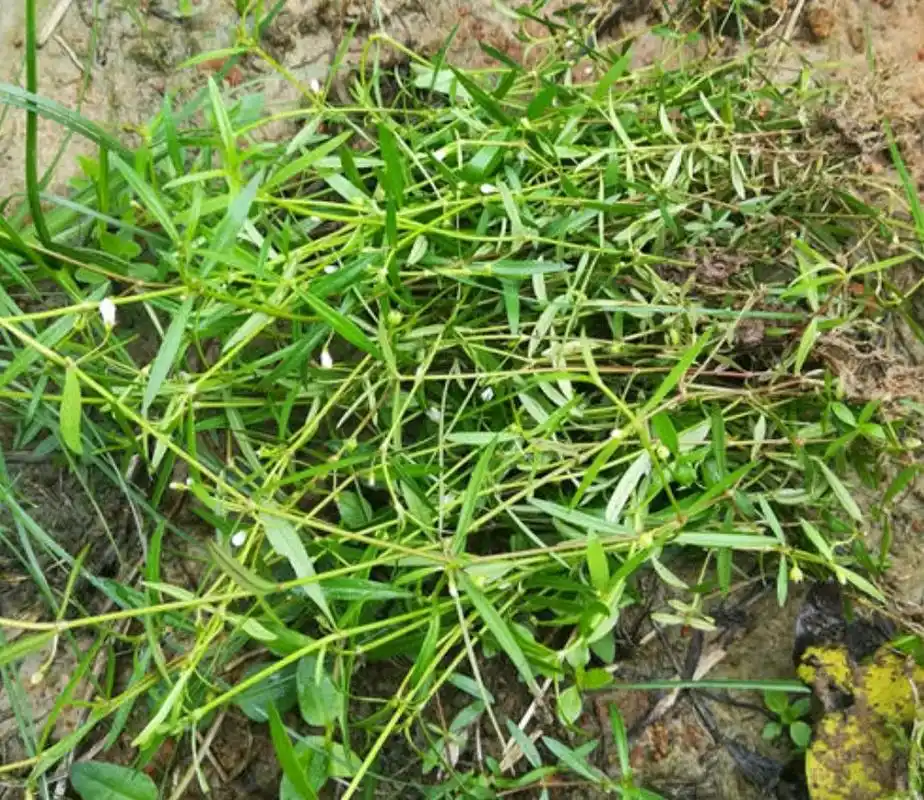 白花蛇舌草是一年生草本药材,植株高度20~50厘米,具有细长的根系,分支