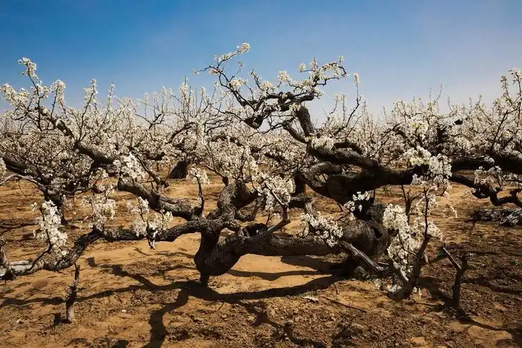 山东莱阳赏梨花