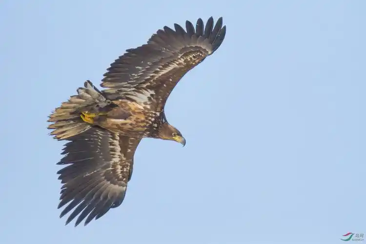 俯视- vip版 鸟网