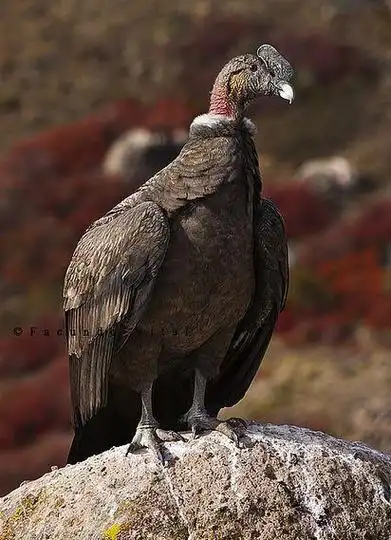 世界上体型最大也是最长寿的猛禽——安第斯神鹰