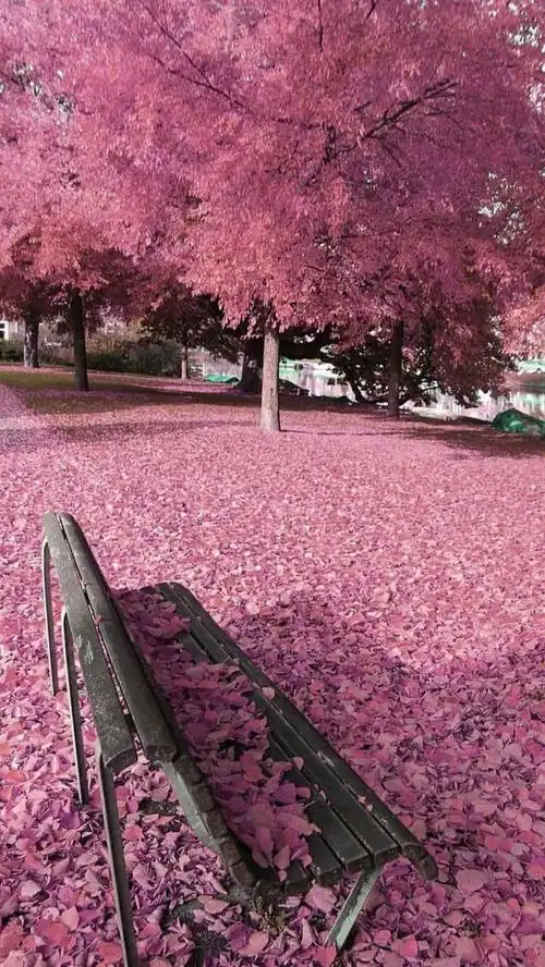 day.00007心愿旅行地:日本(樱满集part3:樱花落尽阶前月)