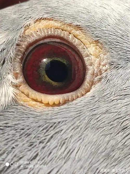 这是一张周岁杨阿腾鸽的鸽眼照片