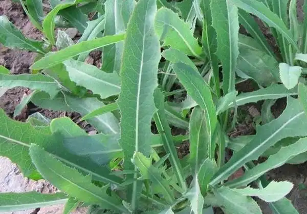 苣荬菜在生活中具备哪些功效呢?食用的过程中需要注意什么