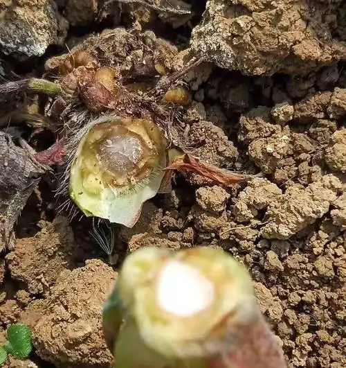 深度剖析草莓空心病