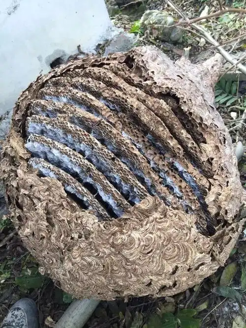 江油河西村民发现巨型马蜂窝被这群人分分钟搞定