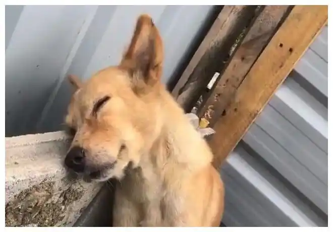 原创母狗照顾一群小狗,出现"累成狗"的正版表情,网友:当妈妈的太伟大!