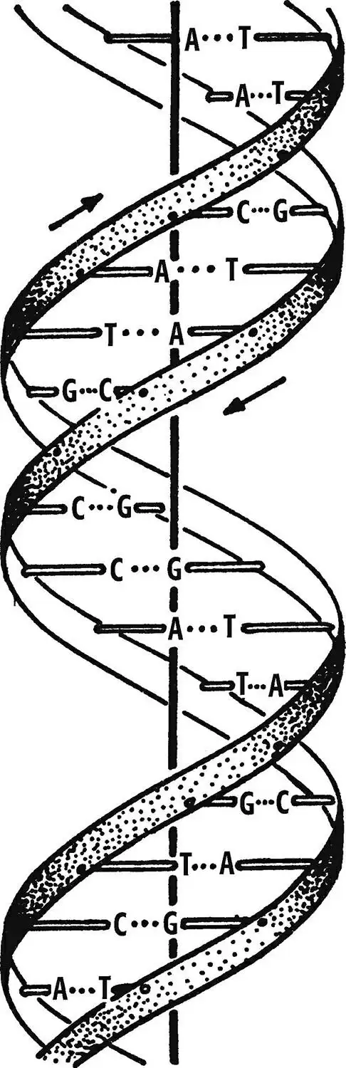双螺旋发现dna结构的故事