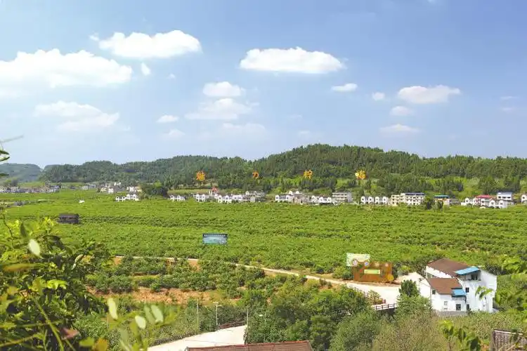 做强产业创响品牌培植文化安岳柠檬高奏时代华章