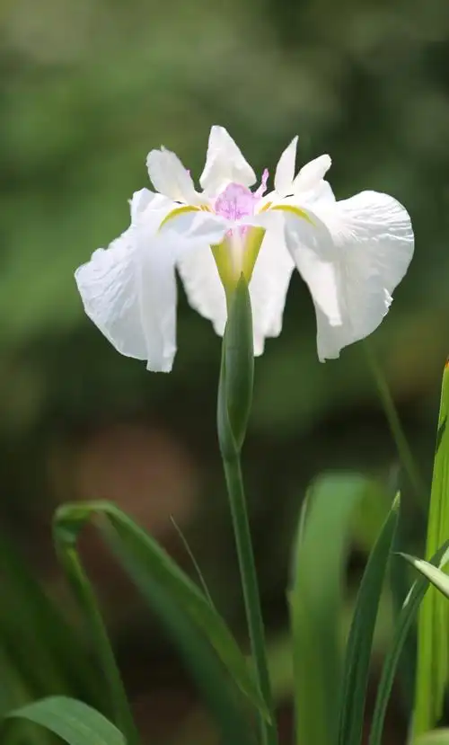 其它 鸢尾花 写美篇白色鸢尾花的花语:纯真.