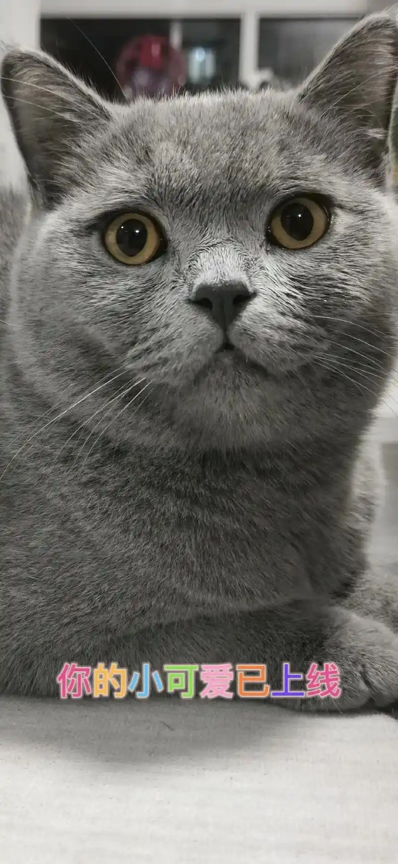 可爱的蓝猫一只壁纸效果好可爱