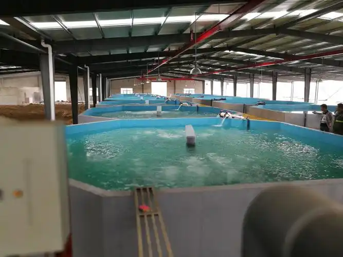 江苏宿迁工厂化养鱼