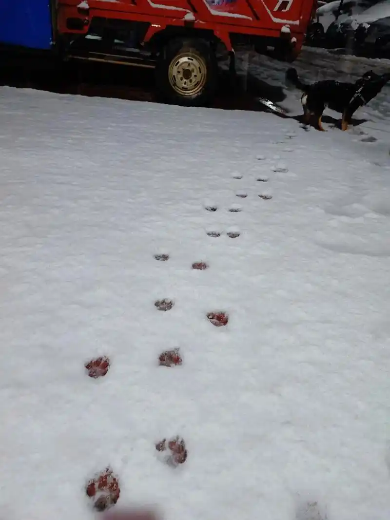 雪地里的汉堡脚印#狗狗脚印  - 抖音