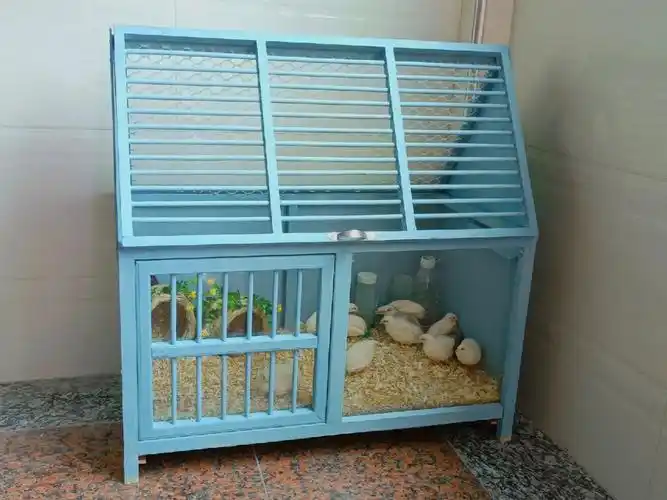 鸽子笼改造的芦丁鸡小别墅做好了