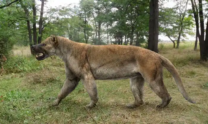 史上最大的犬科动物比灰狼大一圈实力比肩剑齿虎