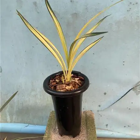 漂亮南阳之松2苗1芽 - 兰花交易网