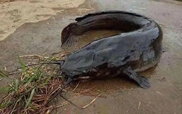 在臭水沟里钓到大鲶鱼,这名男子真厉害!