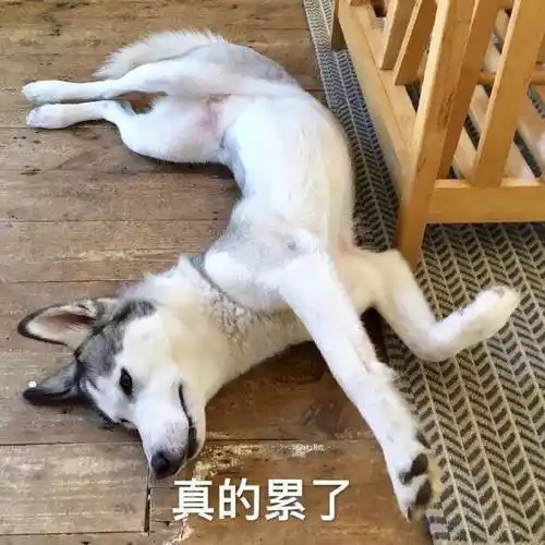 萌宠汪星人真的累了无奈呆萌可爱gif动图_动态图_表情包下载_soogif