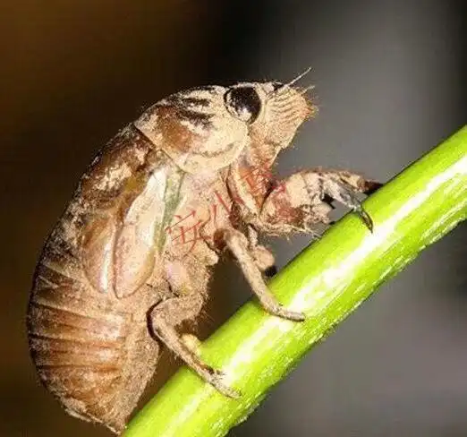 【安小离】金蝉幼苗知了猴幼虫幼苗卵枝金蝉种卵爬叉知了虫活体蝉蚁
