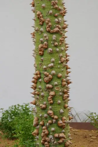 再次看到这种树干长满尖刺的树.上次是在埃及的红海酒店庭院.