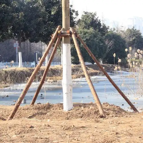 支撑树木撑杆固定苗木园林绿化杉木杨木松木工程其它园艺用品