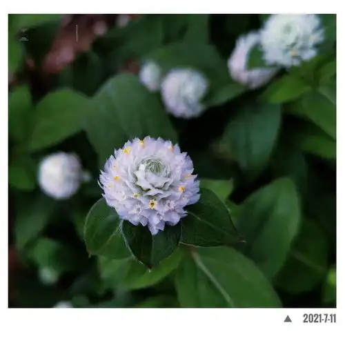 白色千日红原创首发