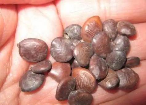 番薯也就是指的红薯,是一种食用的块茎植株,番薯是有种子的,通常番薯