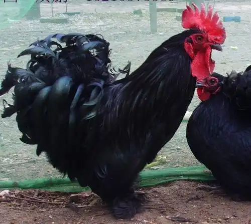 元宝鸡价格元宝鸡价格