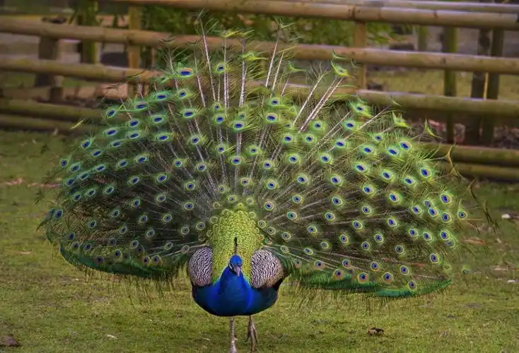 孔雀开屏,孔雀开屏图片
