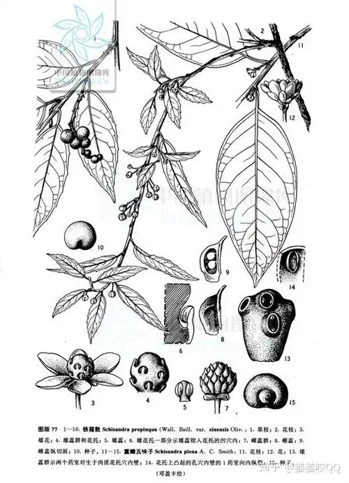 请问这是什么果儿