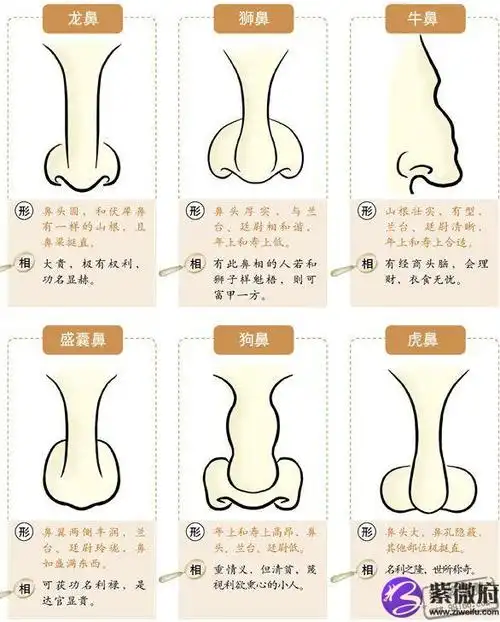 鼻子面相鼻子看运势