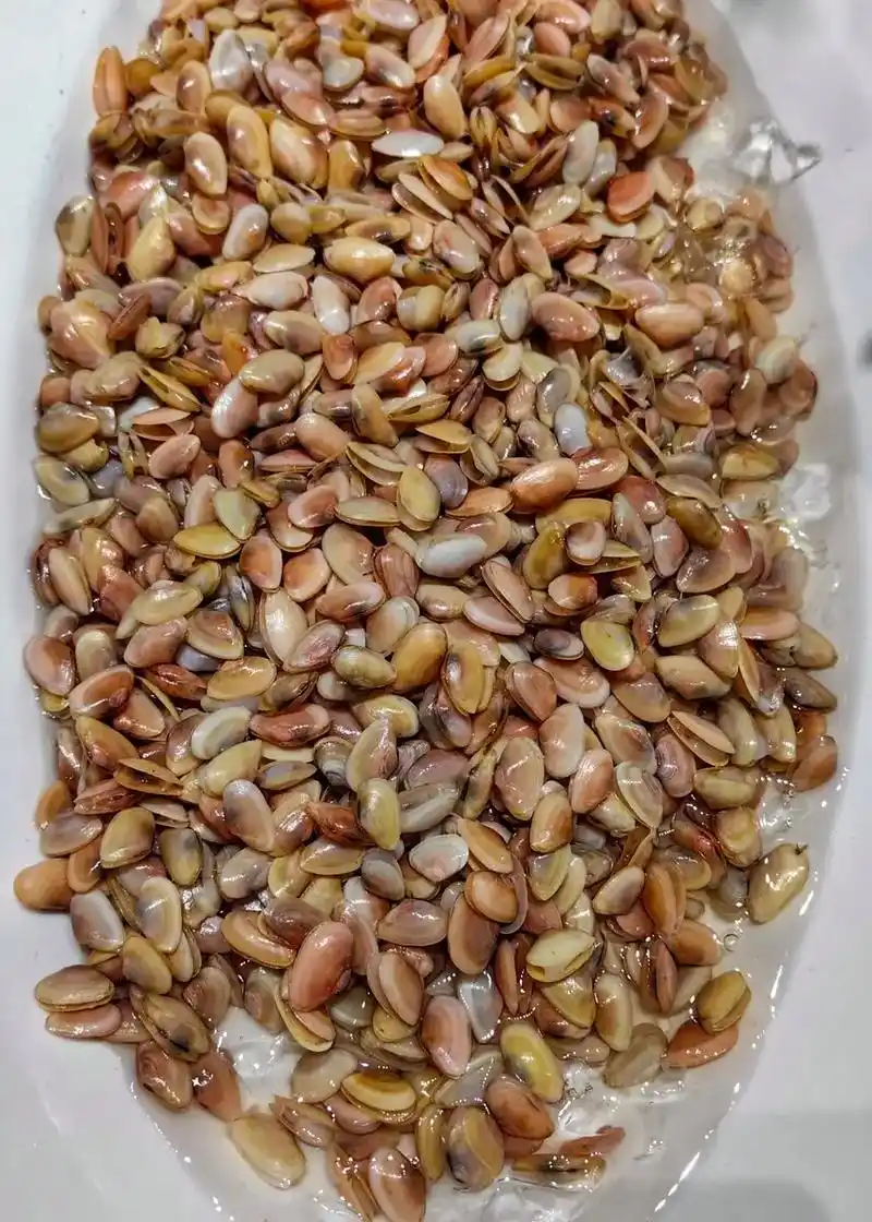 美味海瓜子学名:寻氏肌蛤,是贝类海产品,是一种浅色的小蛤蜊 - 抖音