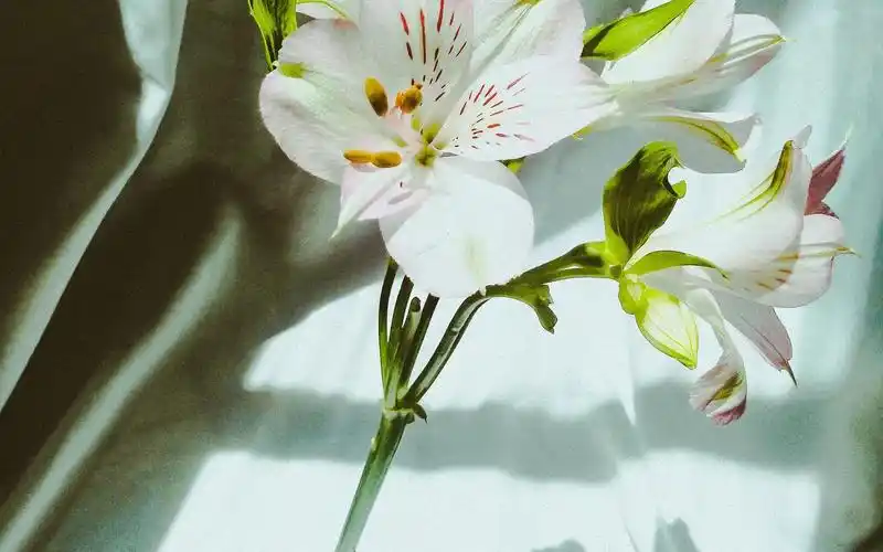 小清新唯美百合花的花语