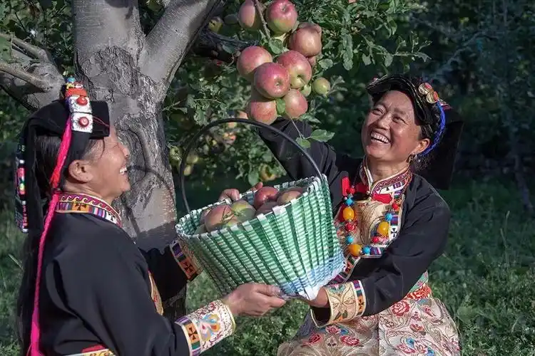 当苹果采摘节遇上中国农民丰收节收获满满的丰收和喜悦