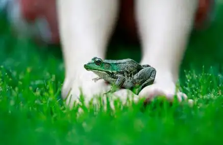 青蛙脚照片