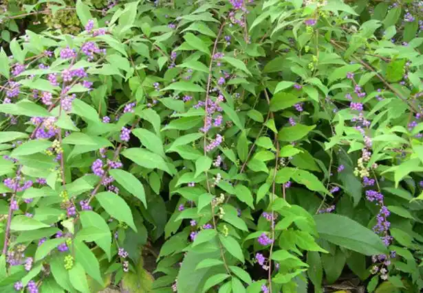 认识中药——紫珠叶(清热解毒,凉血止血)