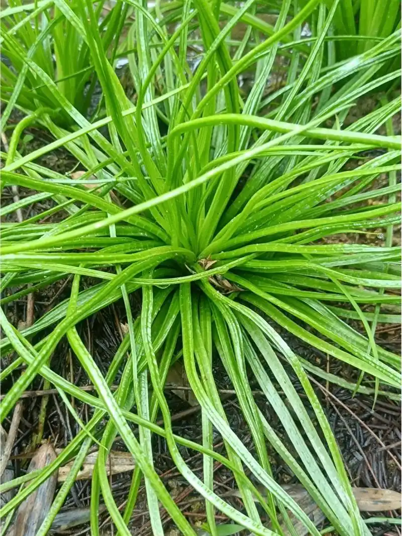 水韭 五泄那边的中华水韭(现在叫保东水韭了) 是国家一级重点保护植物
