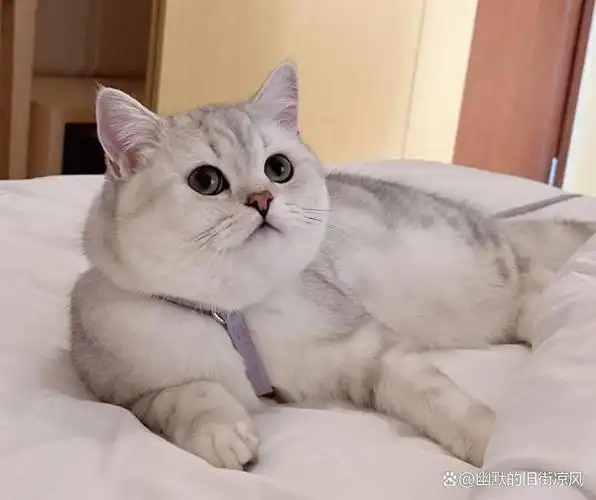 银渐层猫:英短还是美短?