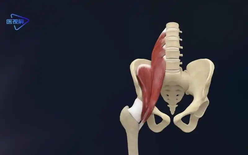 运动解剖--髂腰肌