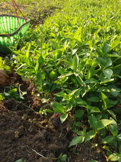 半夏亩产到底有多少