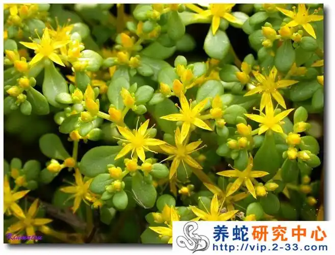 中草药治疗火毒型蛇伤五步蛇蝰蛇竹叶青烙铁头