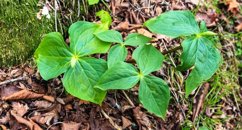 巴东珍贵药材三
