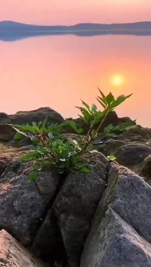 植物生命力的顽强