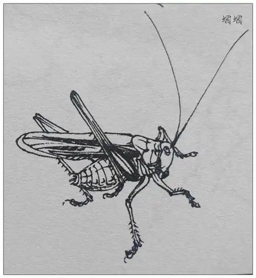 国画白描蝈蝈的所有造型都在这里了,快收藏练习吧