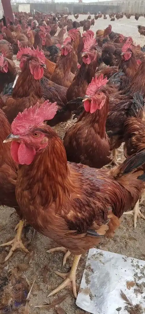 九斤红公鸡苗诚信销售_泰安红玉鸡苗孵化厂